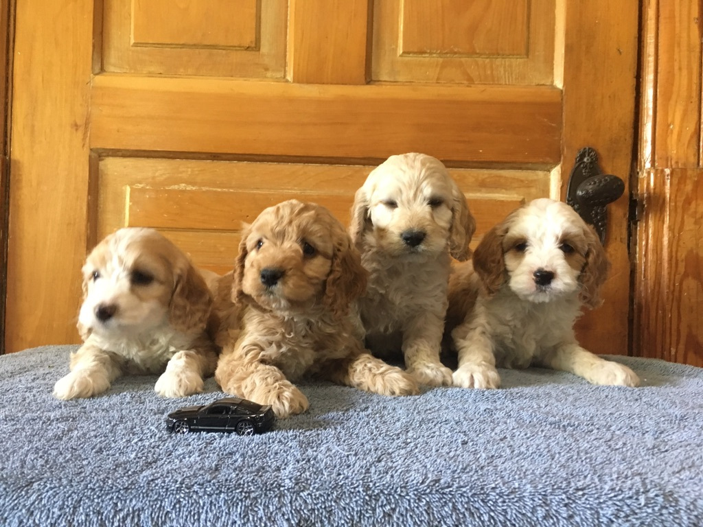 Currently Available Litters